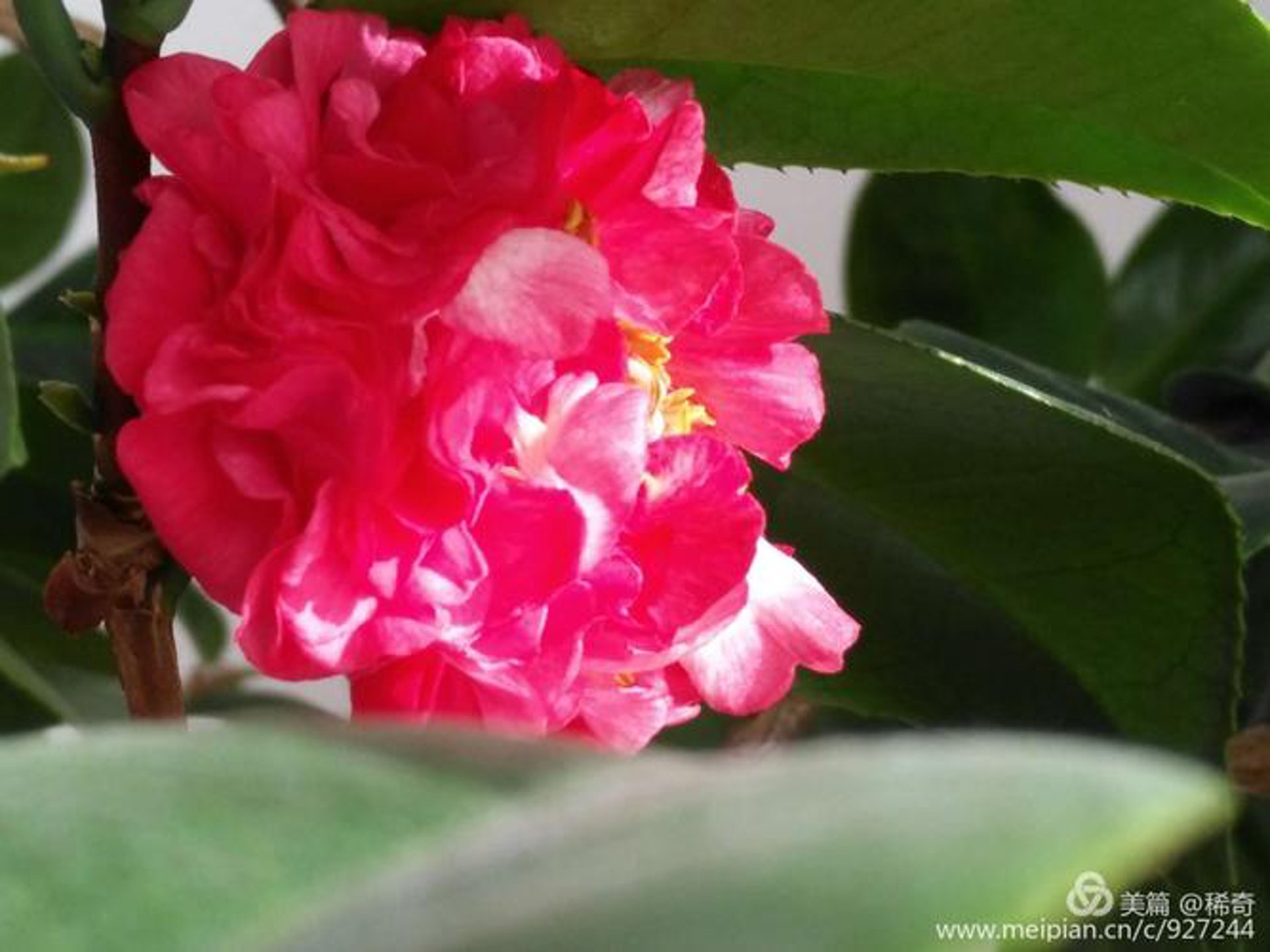 本草花开茶业